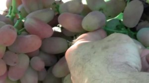 @Отзыв-видео о винограде Юбилей Новочеркасска