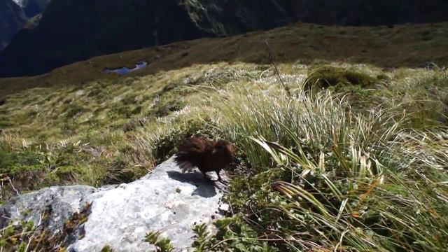 Милфорд трек. Курица смотреть онлайн