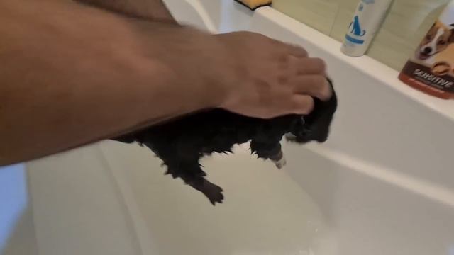 Первое купание спасённых щенков из коробки смотреть онлайн