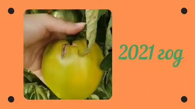 Очень урожайный и вкусный крупноплодный сорт томатов "Золотые купола". смотреть онлайн