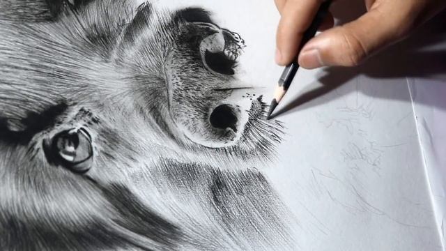 Charcoal Drawing Of Dog ? A1 Size смотреть онлайн