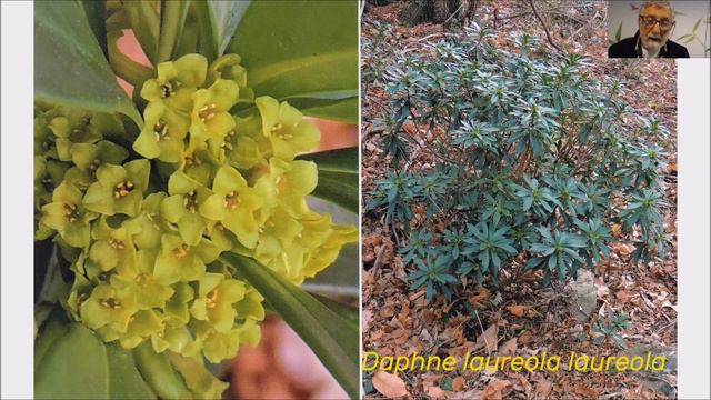 La famiglia delle dafne in Liguria a cura di Mario Calbi смотреть онлайн