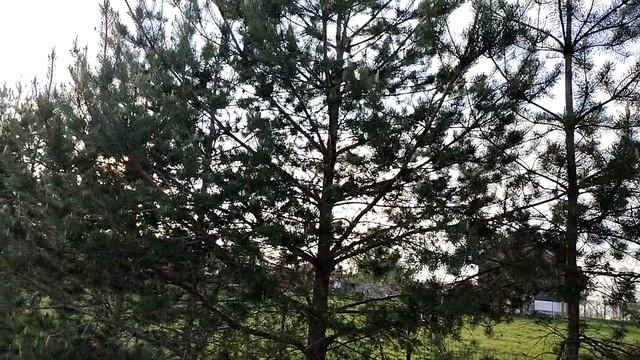 Санька обидел Соню, а вечером загнал на дерево. Профилактическая беседа с Саней смотреть онлайн