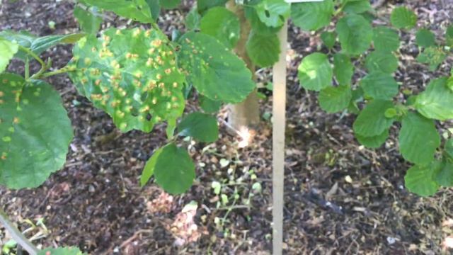 Alnus glutinosa, European Alder, Aliso Común смотреть онлайн