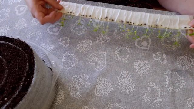 ТТ13 Астры Пикировка в улитку смотреть онлайн