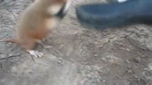 Дикий хомяк