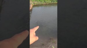 Разведение форели ,бюджетный вариант 2