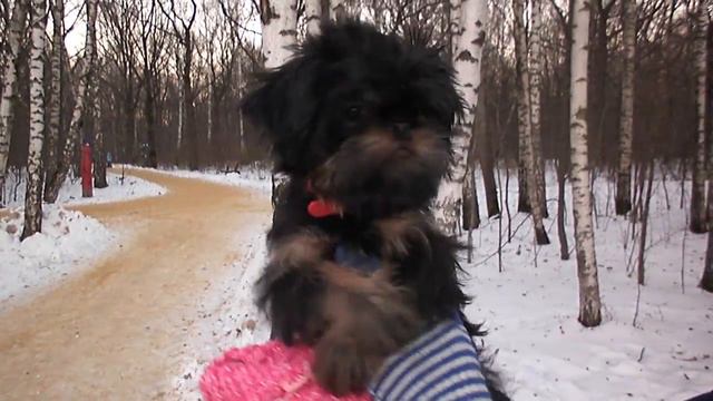 Щенки гриффона