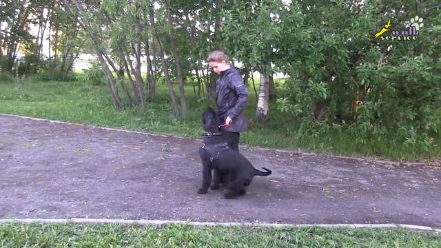 Дрессировка возбудимых собак, удавка, мяч, массаж, движение рядом, воспитание ризеншнауцера смотреть онлайн