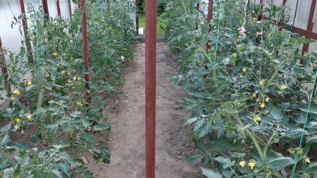 ПРОФИЛАКТИКА ФИТОФТОРЫ (25.06.2017) смотреть онлайн