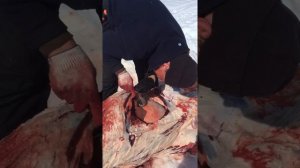 Медвежья желчь