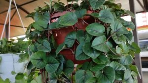 Лизимахия ампельная.Одно из самых красивых растений. ?