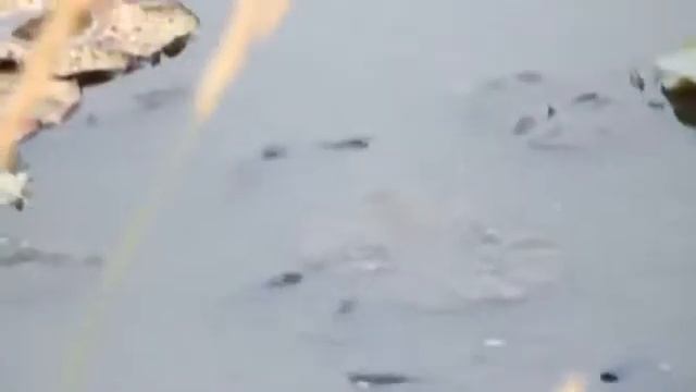 станица Старонижестеблиевская, долина лотосов Рыба выходит подышать смотреть онлайн