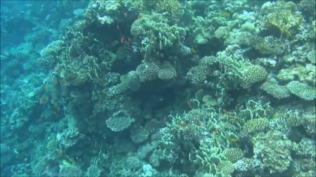 DAHAB, TROPITEL OASIS, Rafa Koralowa, Coral Reef, Bariera Corallo
