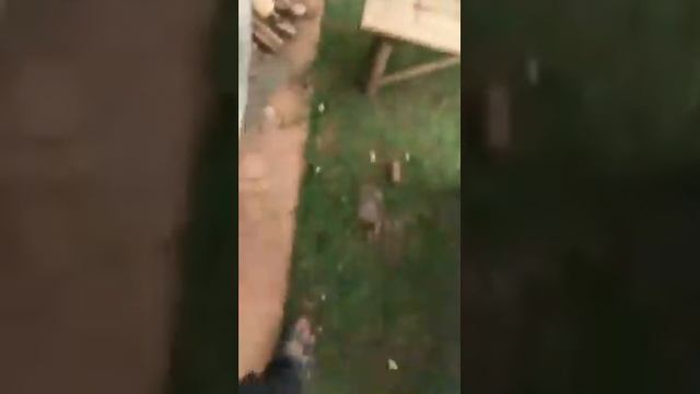 Самый крупный кузнечик смотреть онлайн