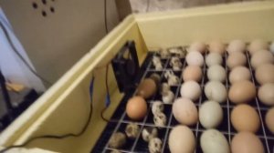 Доработка инкубатора Золушка