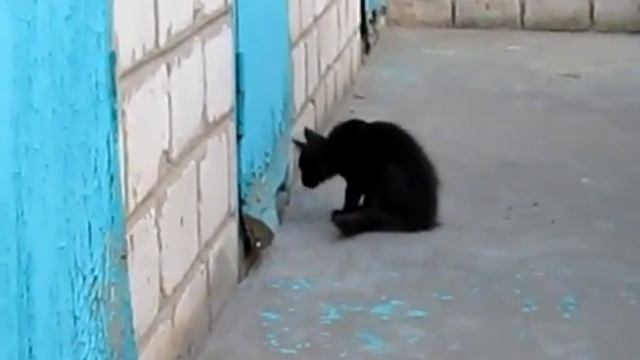 Кот спас собаку