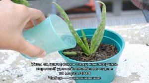 Как ухаживать за алоэ, выбор места, горшка и почвы