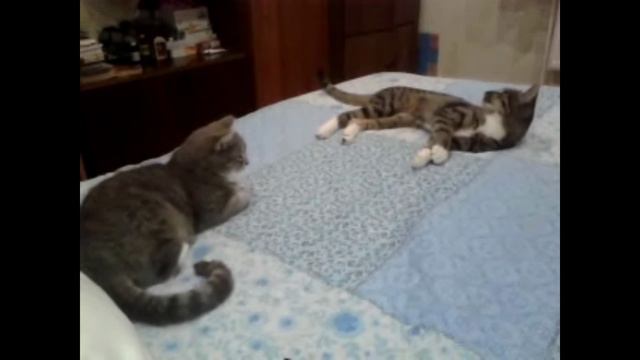 Котики отдыхают.