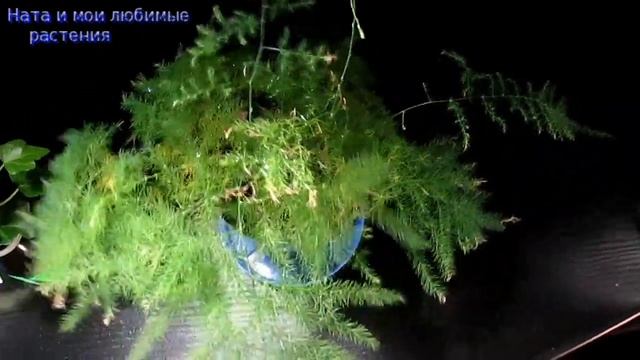 Растение  новинка из числа давних  