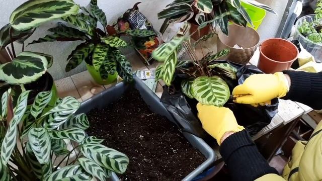 Комнатные цветы/ растения, для души и настроения. У меня новинка. Пересадка смотреть онлайн