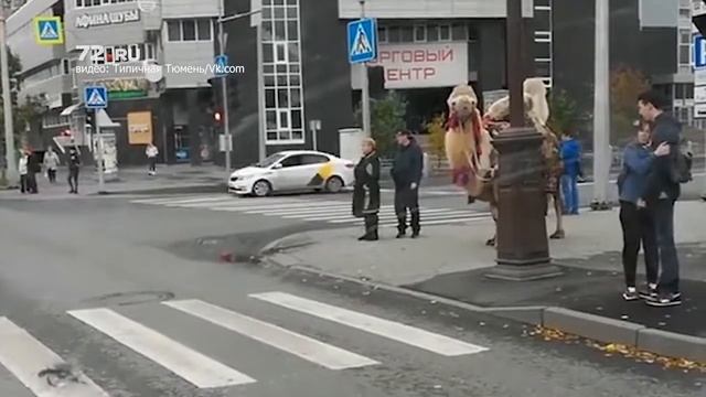 Необычный пешеход в центре Тюмени смотреть онлайн