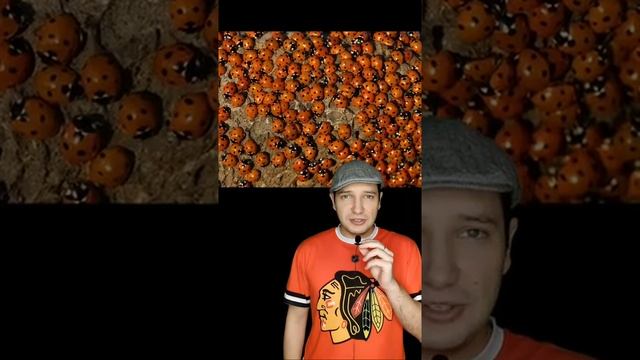 ЗАПУСТИЛА ДОМОЙ БОЖЬИХ КОРОВОК, А ЗИМОЙ ОНИ ЗАНЯЛИ ВЕСЬ ДОМ #shorts смотреть онлайн