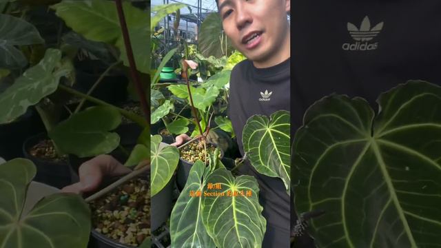 #Anthurium Besseae 與 Anthurium Sp. Nov. From Darién, Colombia 的比較