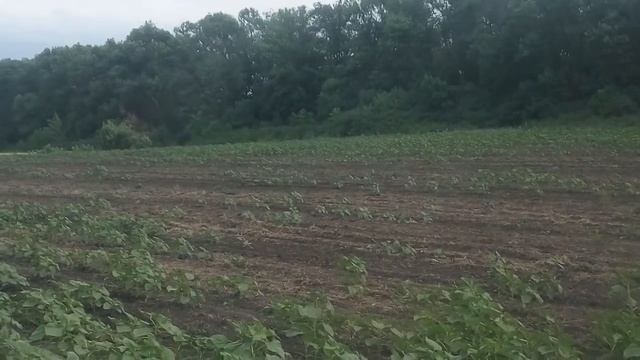 Поздний посев по солонцам подсолнуха. Достаток/недостаток Влаги. смотреть онлайн