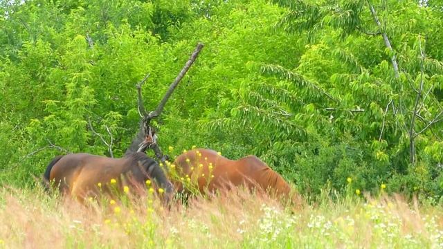 Музыка любви нежности и счастья. Люсьен Шамбаллани музыка для души и сердца ума и тела.