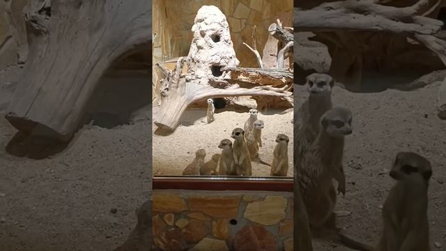 скоро– понятие весьма растяжимое..... ???#animals #zoo #зоопарк #рыбы #животные #shorts смотреть онлайн