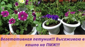 Вегетативная петуния!!! Высаживаю в кашпо на ПМЖ!!! Секреты пышного куста!!! съемка от 14 мая.