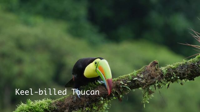 Costa Rican Tanagers, Toucans, Honeycreepers and Oropendolas смотреть онлайн