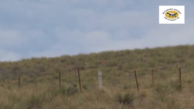 Hunting in Eastern Cape with Matswani Safaris смотреть онлайн