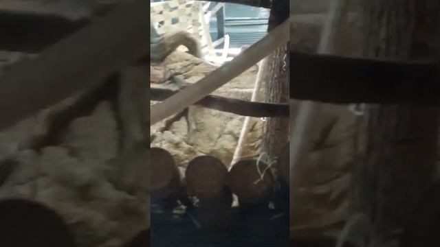 харьковский зоопарк . очень красиво !!!!! смотреть онлайн