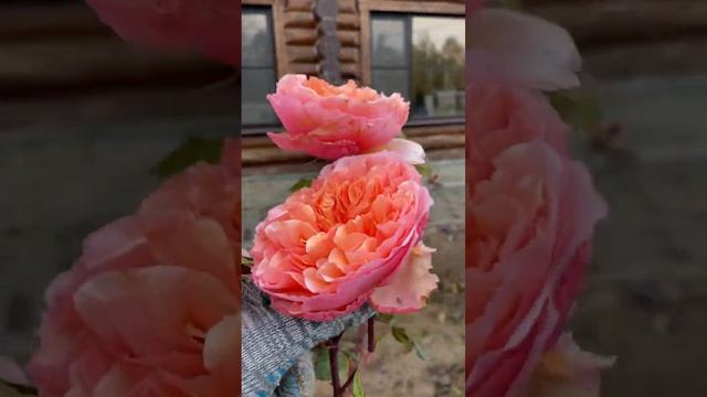 Роза Версайни. Очень красивая и эффектная. #мойсад #моядача #садовод #цветы