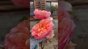 Роза Версайни. Очень красивая и эффектная. #мойсад #моядача #садовод #цветы