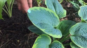 ХОСТЫ с названиями сортов. 
Третья серия.