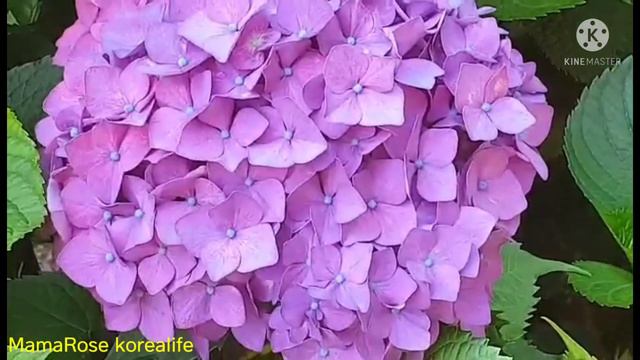 Hydrangea garden@MamaRose Korealife смотреть онлайн