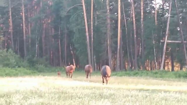 продам коней. алтайский край. Красногорский район смотреть онлайн