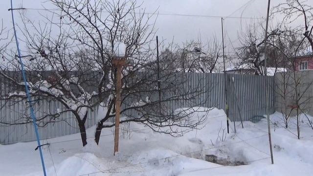 Ловля певчих птиц СЕВЕРНЫЙ СОРОКОПУТ УБИЛ МОЕГО МАННОГО ЧИЖА смотреть онлайн