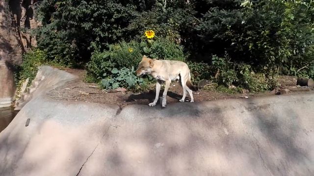 Зоопарк. Москва. #волк смотреть онлайн