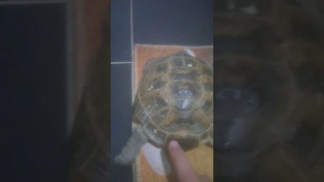 Надо делать если черепаха не пойдет он не кушает смотреть онлайн