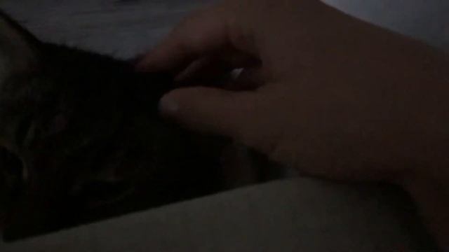 Кот умеет разговаривать | Мой болтливый сибиряк Смешные коты Приколы с котами смотреть онлайн