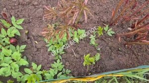 Как избавиться от сныти. Сорняки на грядках.