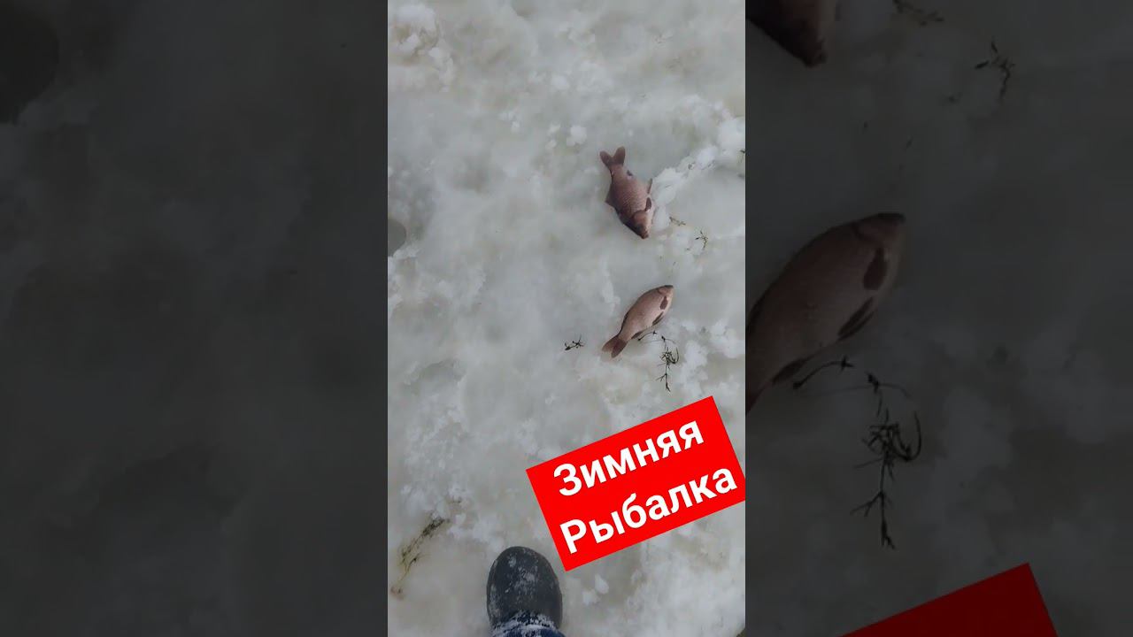 зимняя рыбалка на карася смотреть онлайн