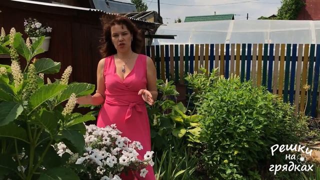 Невероятное цветение петунии Тайфун Сильвер! Уход за петунией для пышного цветения | Июль 2018 смотреть онлайн