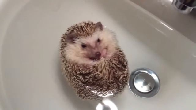 Маленький ежик принимает ванну, очень интересно смотрите смотреть онлайн