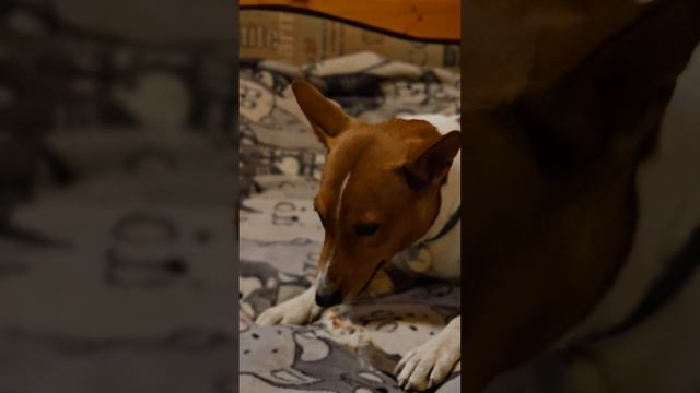 Африканский молчун ест #ужин #barneybasengy ba #basenji #dog #funny #animals #басенджи #food смотреть онлайн