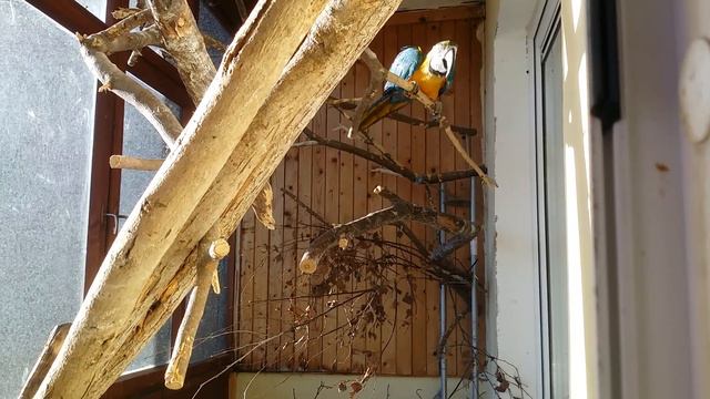 Какаду Ара жако смотреть онлайн